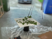 Load image into Gallery viewer, 0211